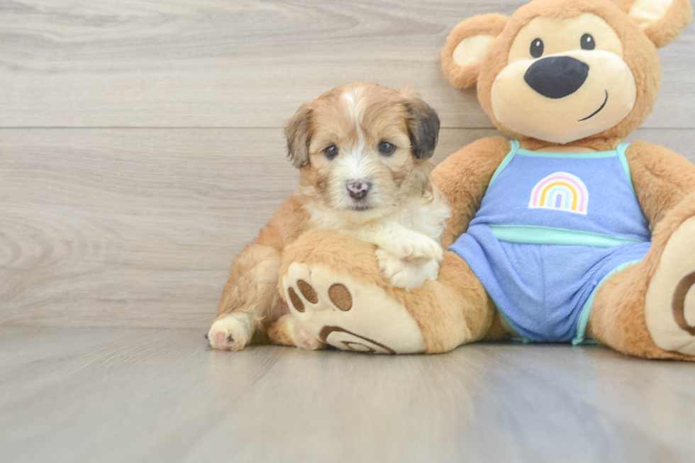 Mini Aussiedoodle Puppy for Adoption