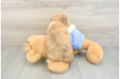 Fluffy Mini Aussiedoodle Poodle Mix Pup