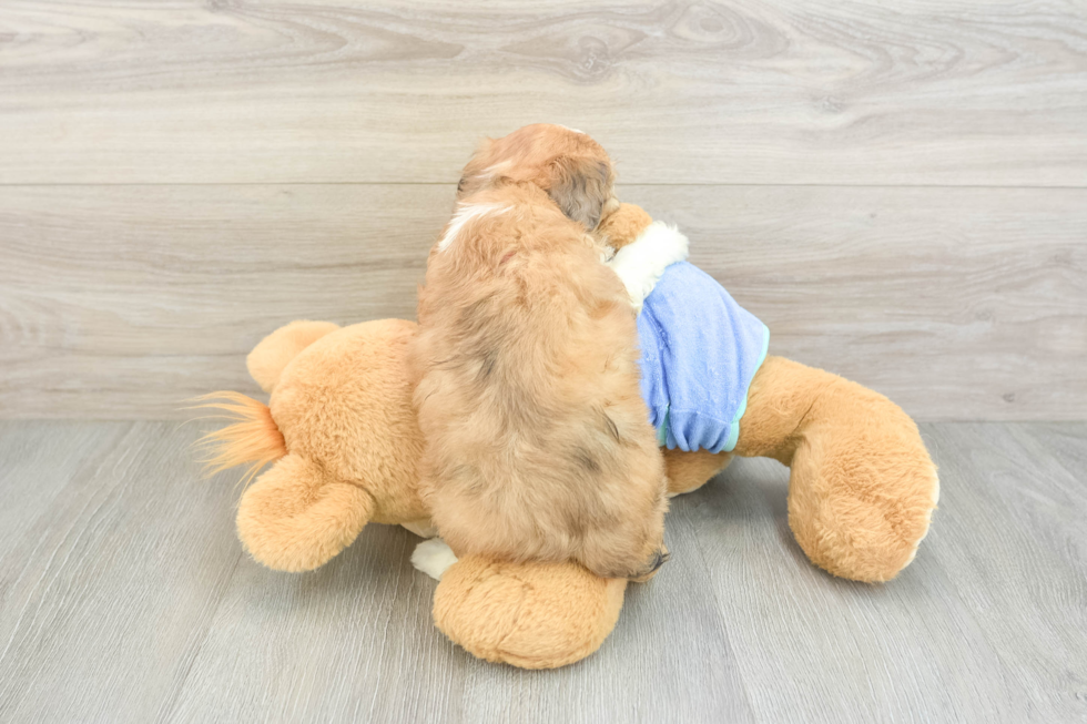 Fluffy Mini Aussiedoodle Poodle Mix Pup