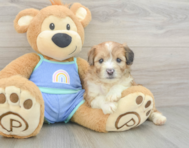 6 week old Mini Aussiedoodle Puppy For Sale - Premier Pups