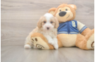 Energetic Aussie Poo Poodle Mix Puppy