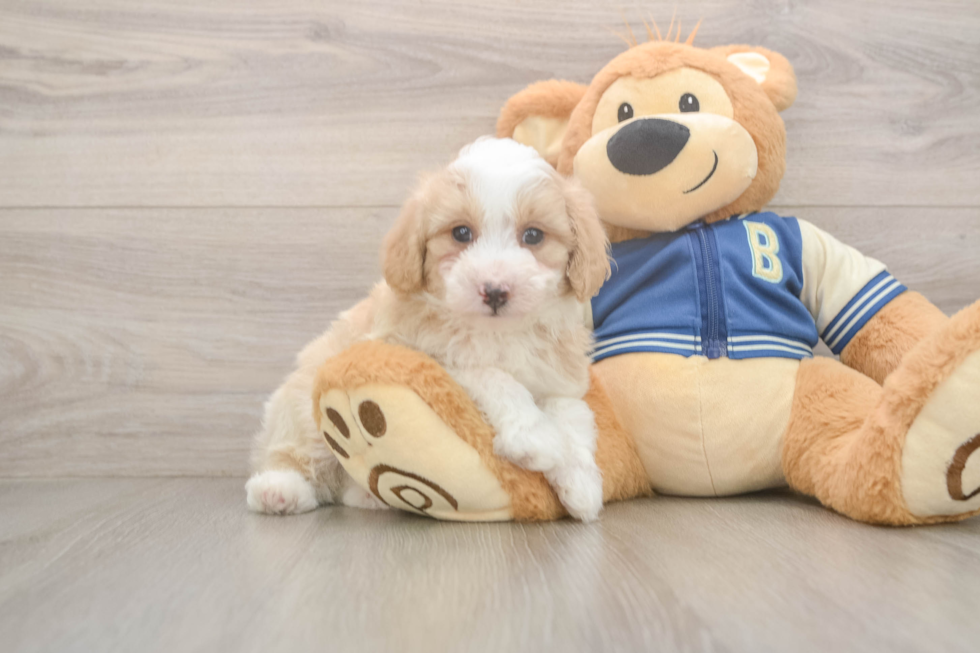 Energetic Aussie Poo Poodle Mix Puppy