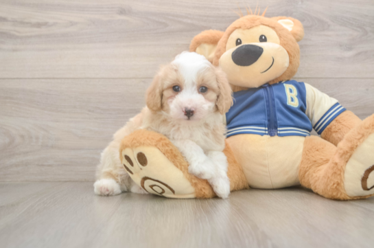 Energetic Aussie Poo Poodle Mix Puppy