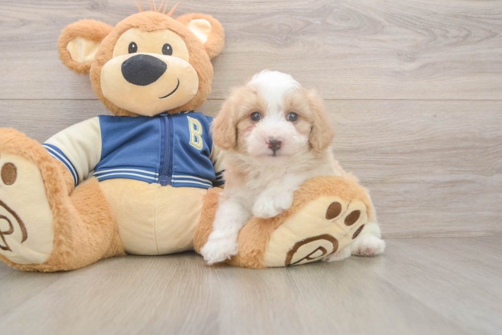Little Mini Aussiepoo Poodle Mix Puppy
