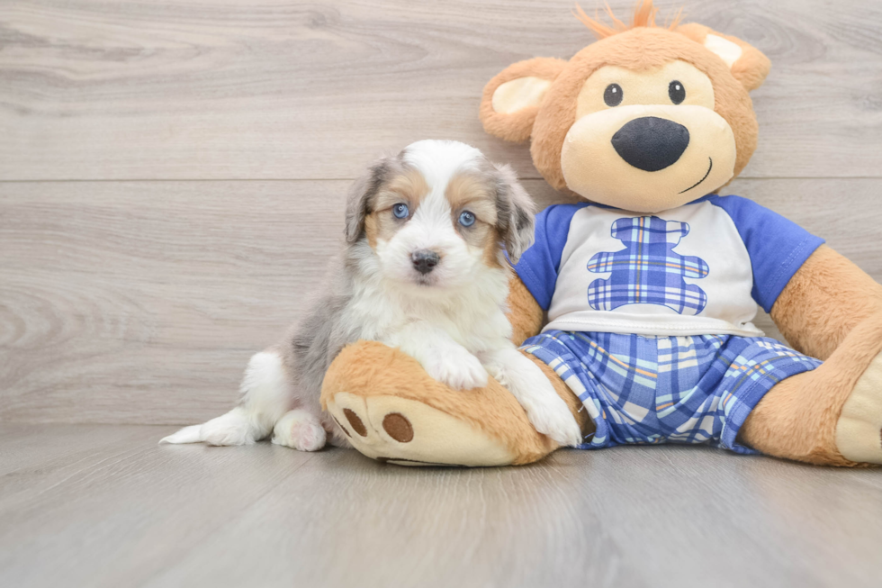Popular Mini Aussiedoodle Poodle Mix Pup