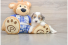 Mini Aussiedoodle Pup Being Cute