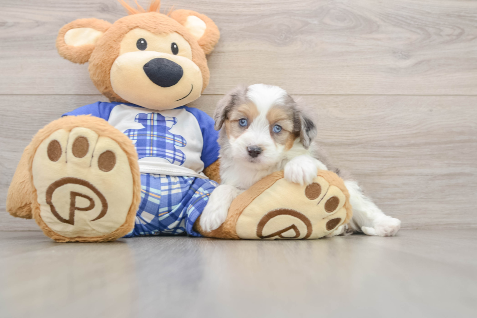 Mini Aussiedoodle Pup Being Cute