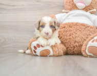 5 week old Mini Aussiedoodle Puppy For Sale - Premier Pups