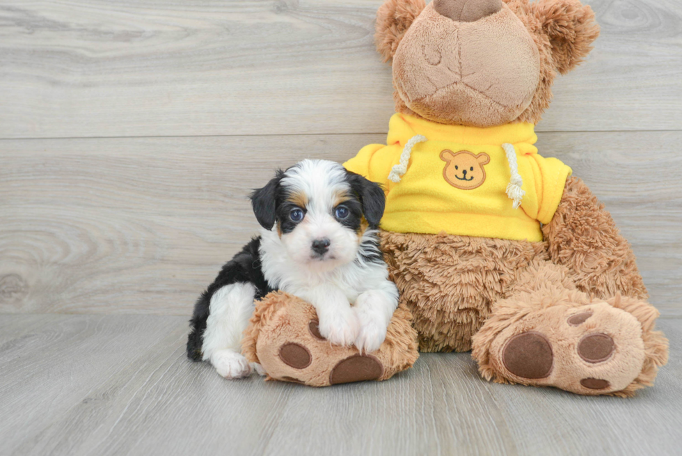 Mini Aussiedoodle Pup Being Cute