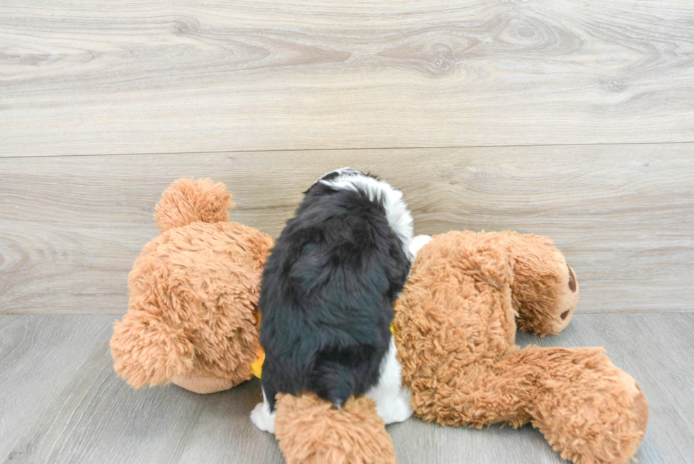 Energetic Aussiepoo Poodle Mix Puppy