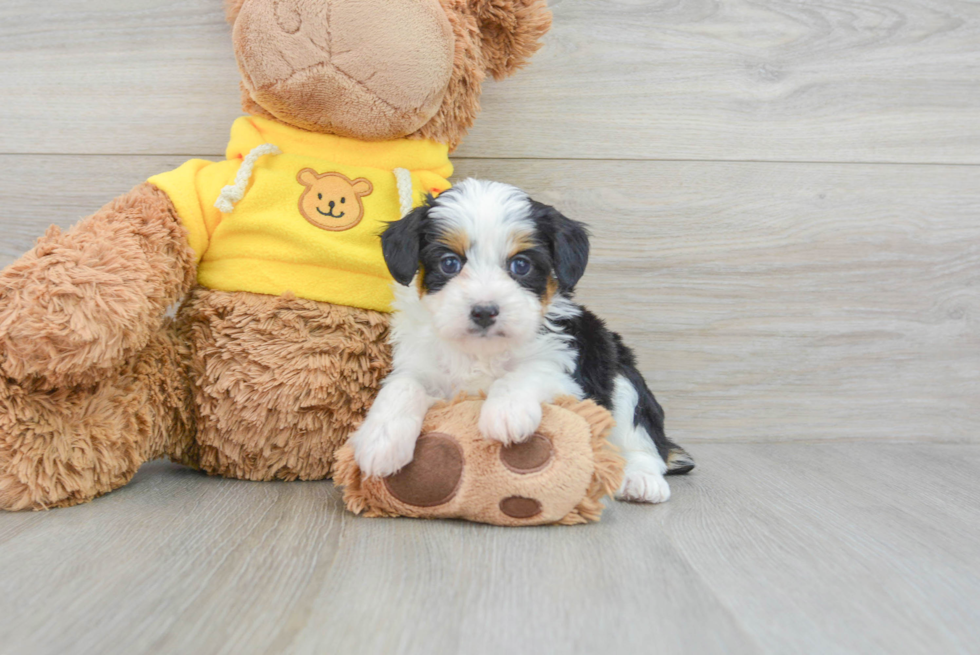 Mini Aussiedoodle Puppy for Adoption