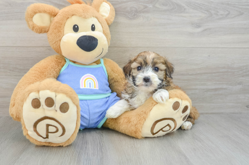 7 week old Mini Aussiedoodle Puppy For Sale - Premier Pups