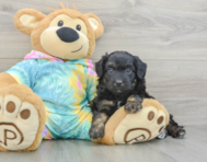 7 week old Mini Aussiedoodle Puppy For Sale - Premier Pups