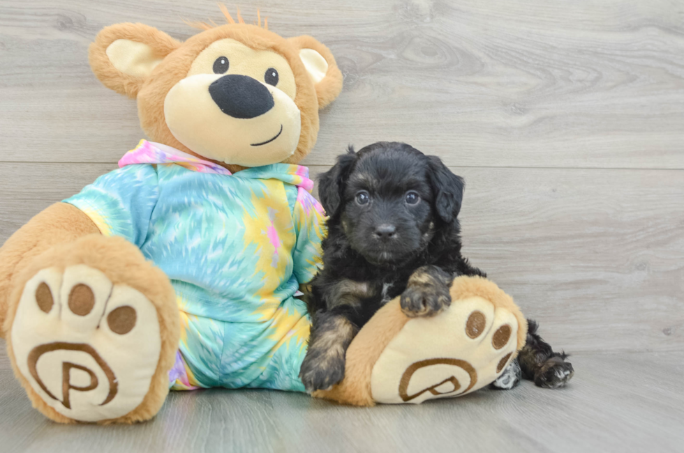 6 week old Mini Aussiedoodle Puppy For Sale - Premier Pups