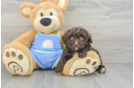 Popular Mini Aussiedoodle Poodle Mix Pup