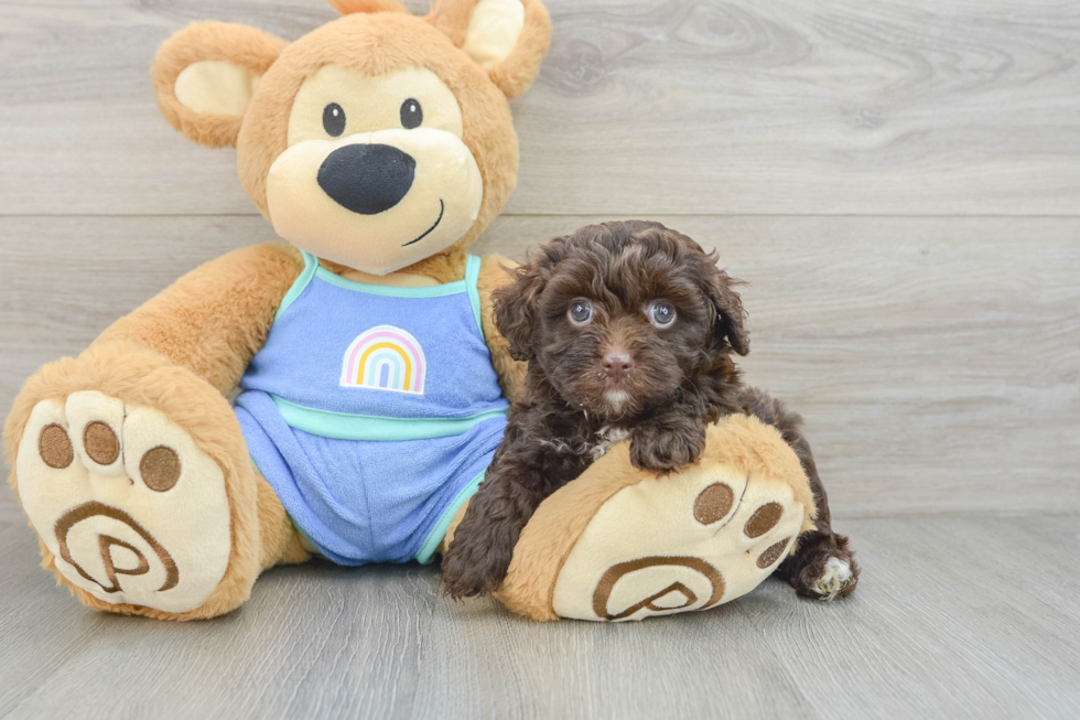 Popular Mini Aussiedoodle Poodle Mix Pup
