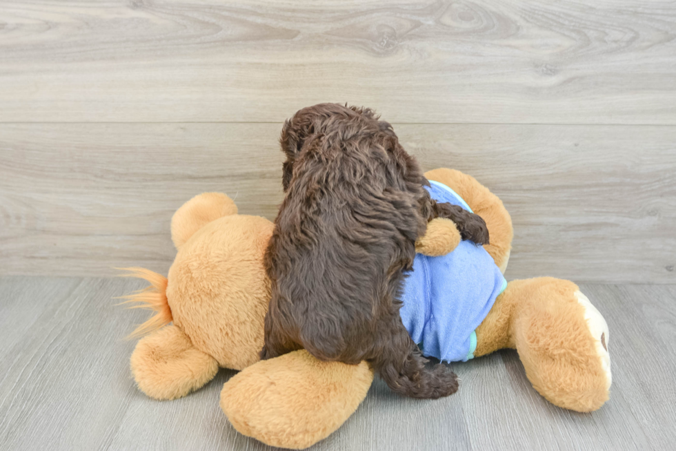 Mini Aussiedoodle Pup Being Cute