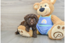 Best Mini Aussiedoodle Baby