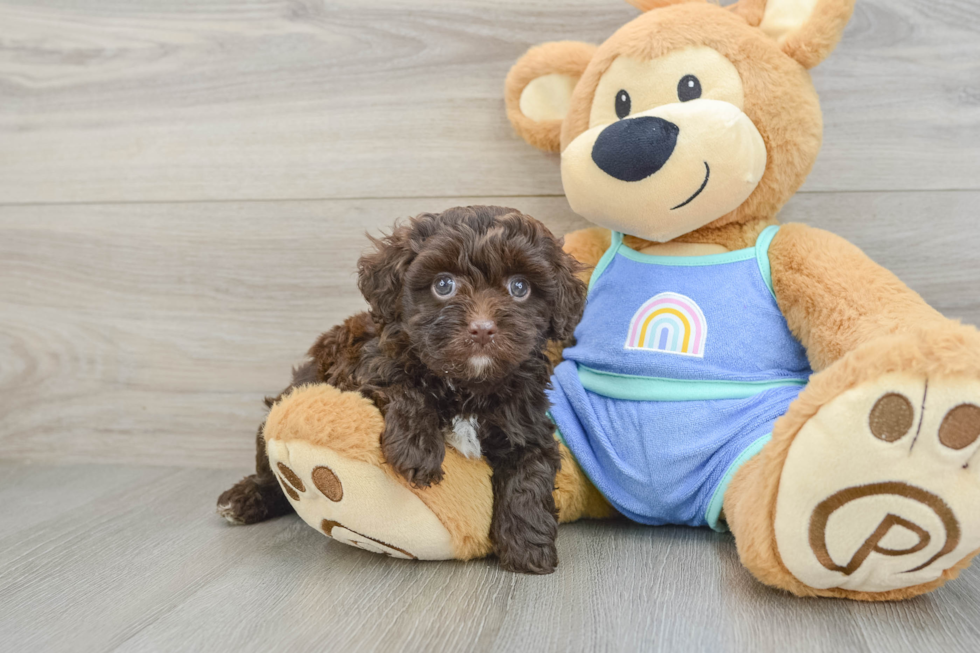 Best Mini Aussiedoodle Baby