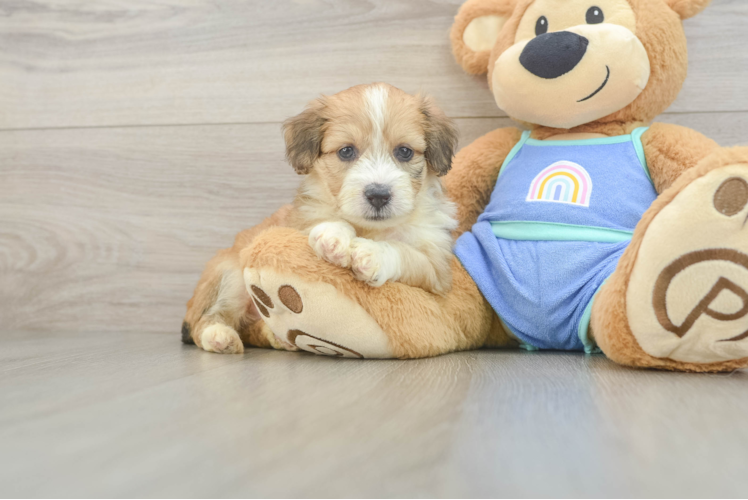 Best Mini Aussiedoodle Baby