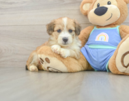 7 week old Mini Aussiedoodle Puppy For Sale - Premier Pups