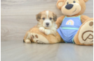 Best Mini Aussiedoodle Baby