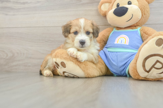 Best Mini Aussiedoodle Baby
