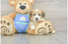 Mini Aussiedoodle Puppy for Adoption