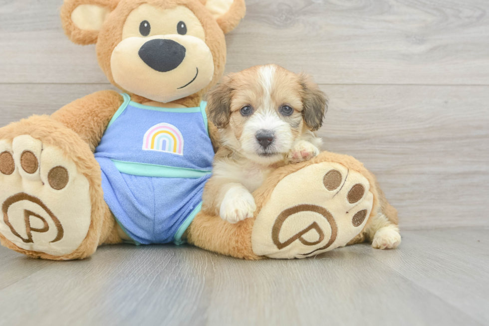 Mini Aussiedoodle Puppy for Adoption