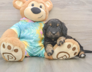 7 week old Mini Aussiedoodle Puppy For Sale - Premier Pups