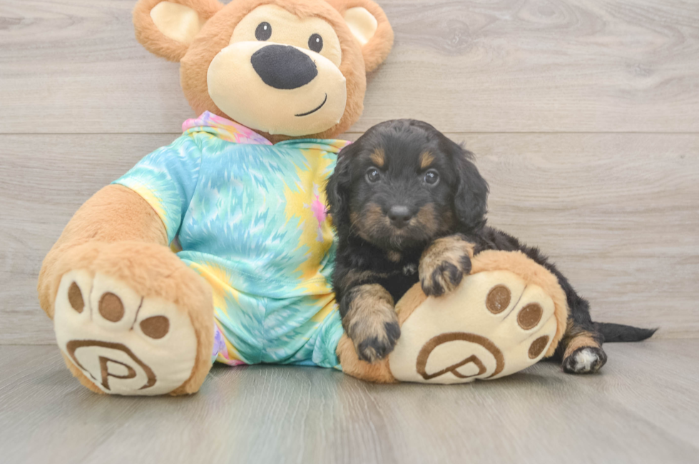 5 week old Mini Aussiedoodle Puppy For Sale - Premier Pups