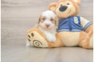 Mini Aussiedoodle Pup Being Cute