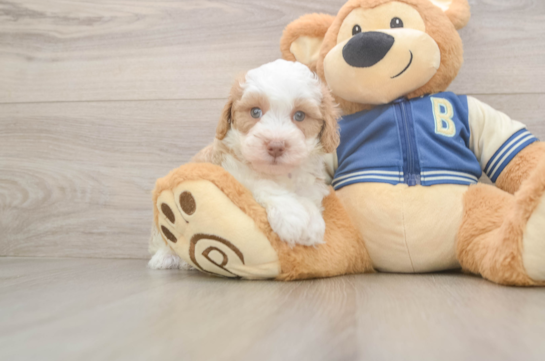 Mini Aussiedoodle Pup Being Cute
