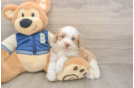 Cute Mini Aussiedoodle Baby