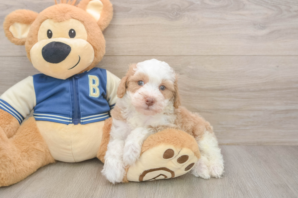 Cute Mini Aussiedoodle Baby