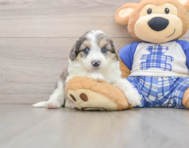 7 week old Mini Aussiedoodle Puppy For Sale - Premier Pups