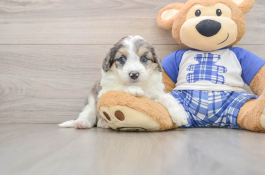 Mini Aussiedoodle Puppy for Adoption