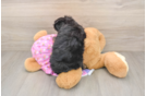 Funny Mini Aussiedoodle Poodle Mix Pup