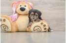Sweet Mini Aussiedoodle Baby