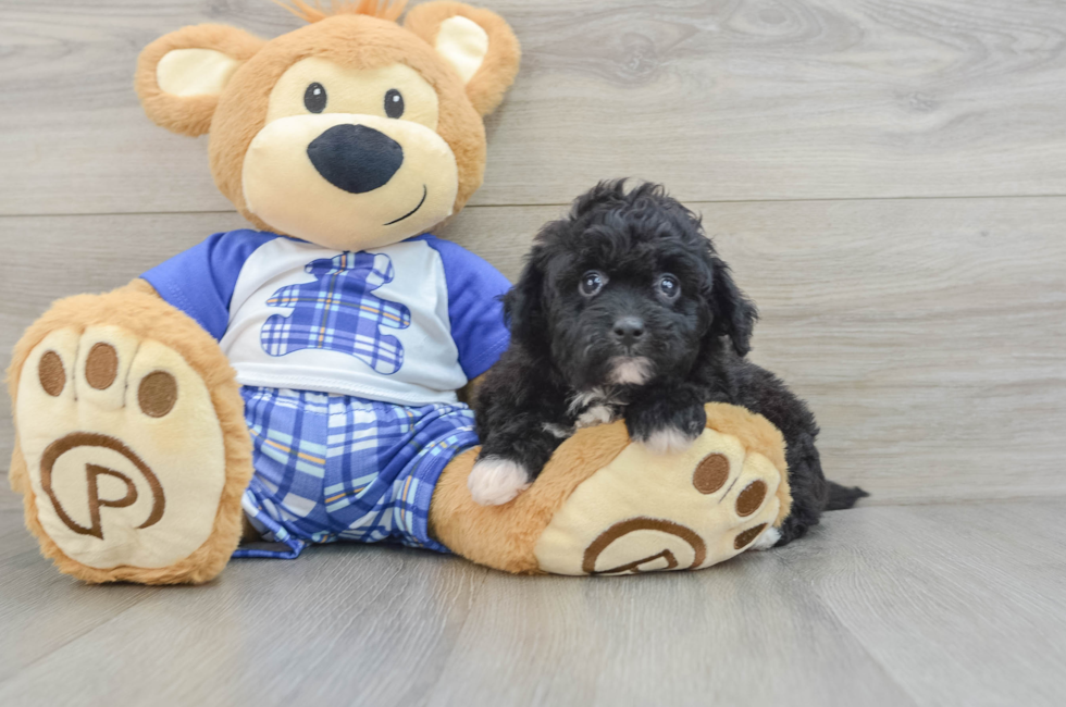 6 week old Mini Aussiedoodle Puppy For Sale - Premier Pups