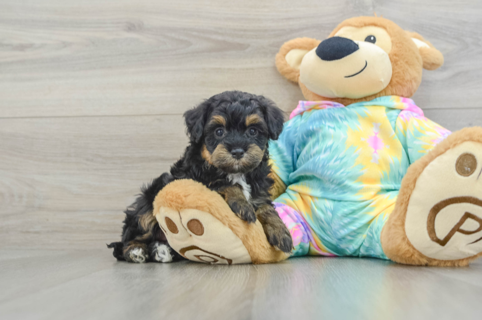 6 week old Mini Aussiedoodle Puppy For Sale - Premier Pups