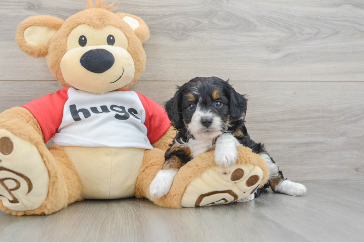 Mini Aussiedoodle Pup Being Cute