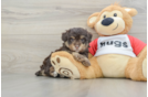 Fluffy Mini Aussiedoodle Poodle Mix Pup