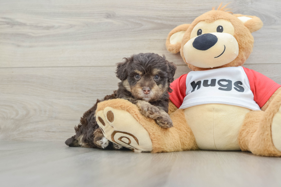 Fluffy Mini Aussiedoodle Poodle Mix Pup