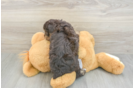 Best Mini Aussiedoodle Baby