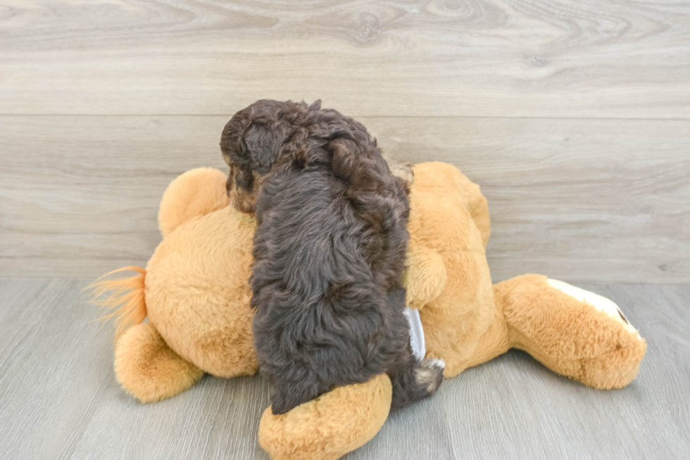 Best Mini Aussiedoodle Baby