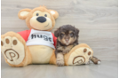 Mini Aussiedoodle Puppy for Adoption