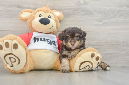 Mini Aussiedoodle Puppy for Adoption