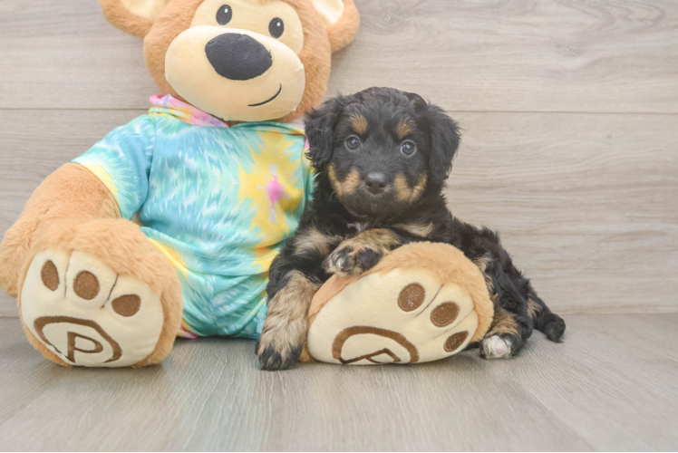 Petite Mini Aussiedoodle Poodle Mix Pup