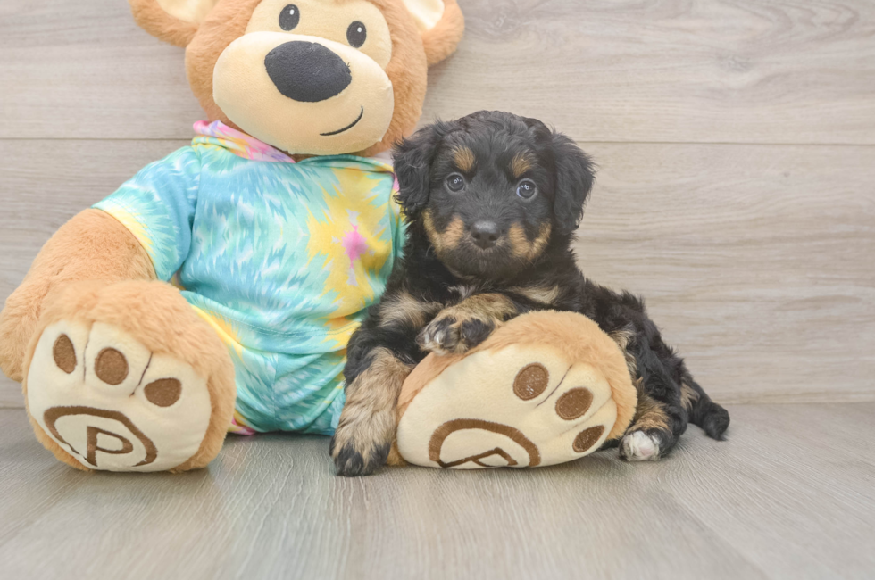 5 week old Mini Aussiedoodle Puppy For Sale - Premier Pups